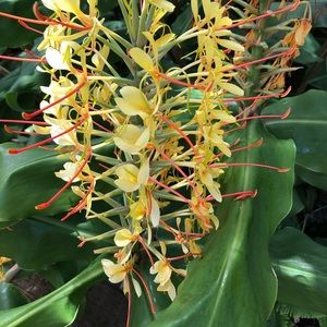 Meet your Posher, Shelley